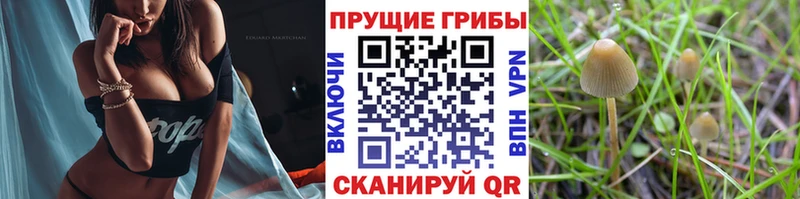 omg маркетплейс Щёкино Псилоцибиновые грибы GOLDEN TEACHER